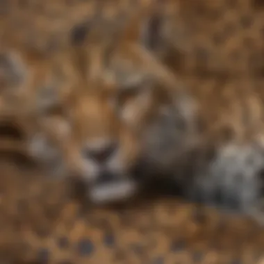 Close-up of intricate leopard pattern on fabric